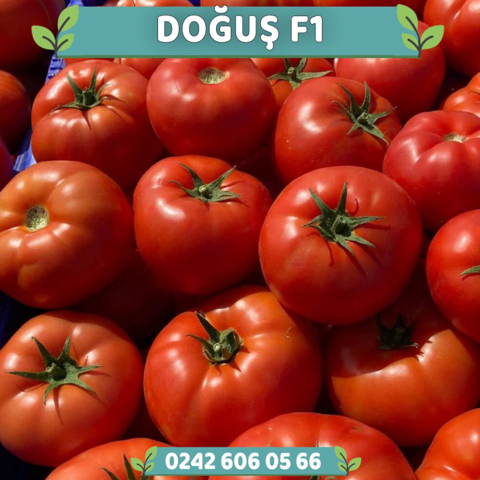 Doğuş F1 Oturak Domates Fidesi