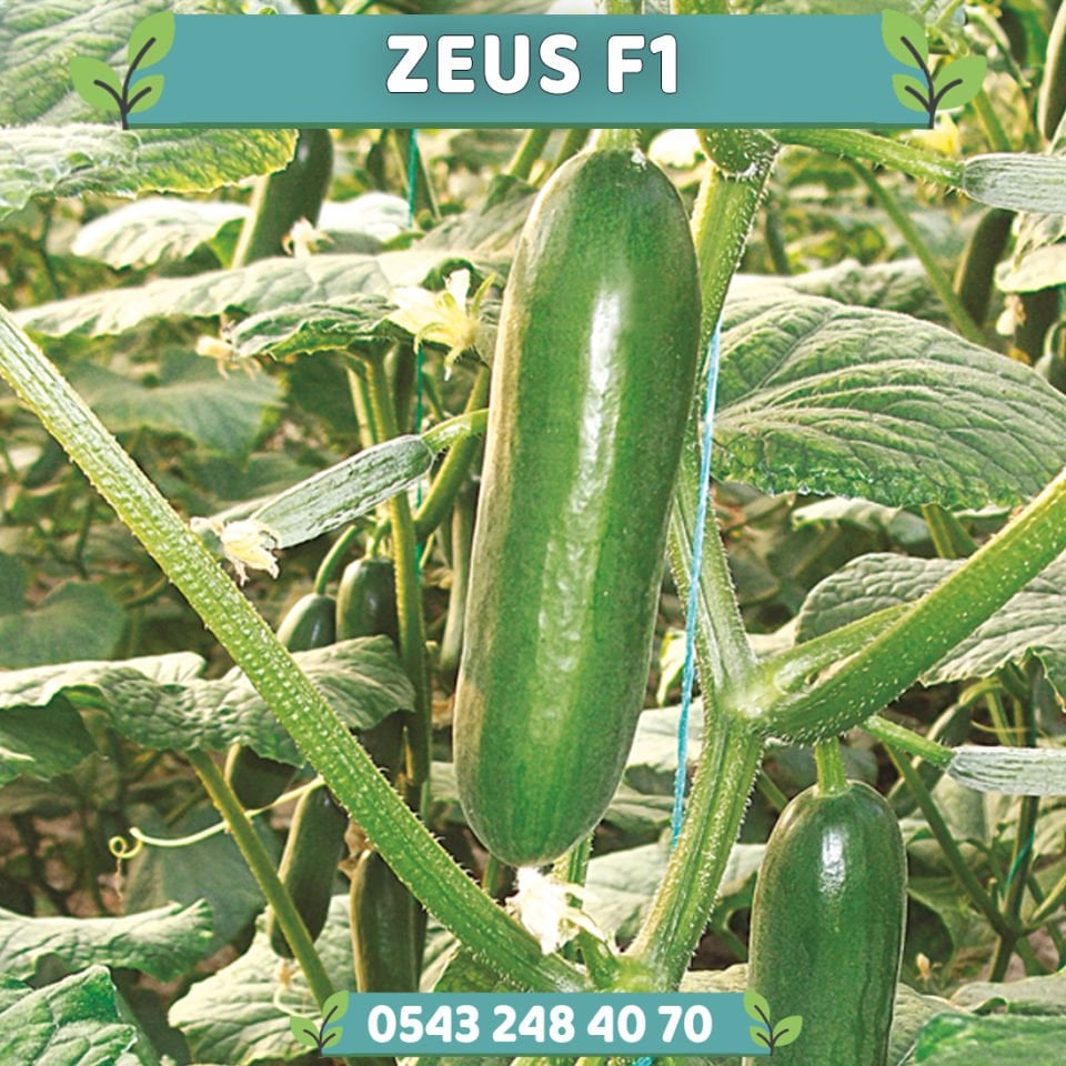 Zeus F1 Badem Hıyar Fidesi