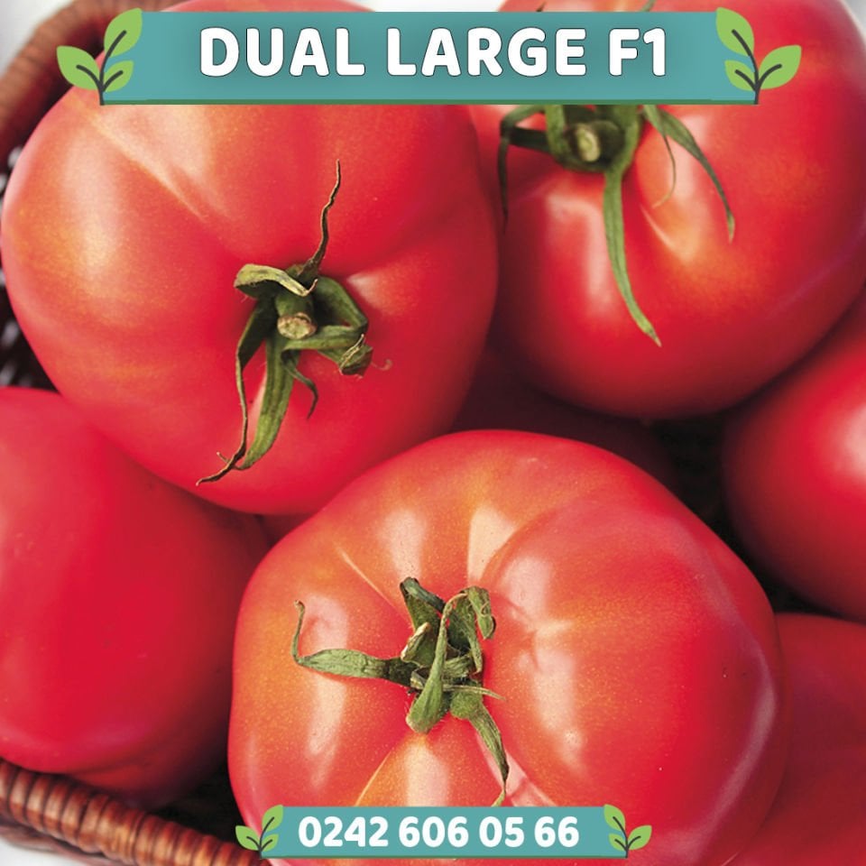 Dual Large F1 Oturak Tarla Domatesi Fidesi