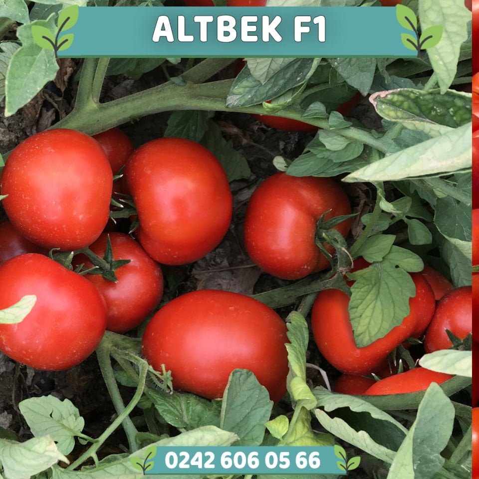 Altbek F1 Oturak Sofralık Domates Fidesi