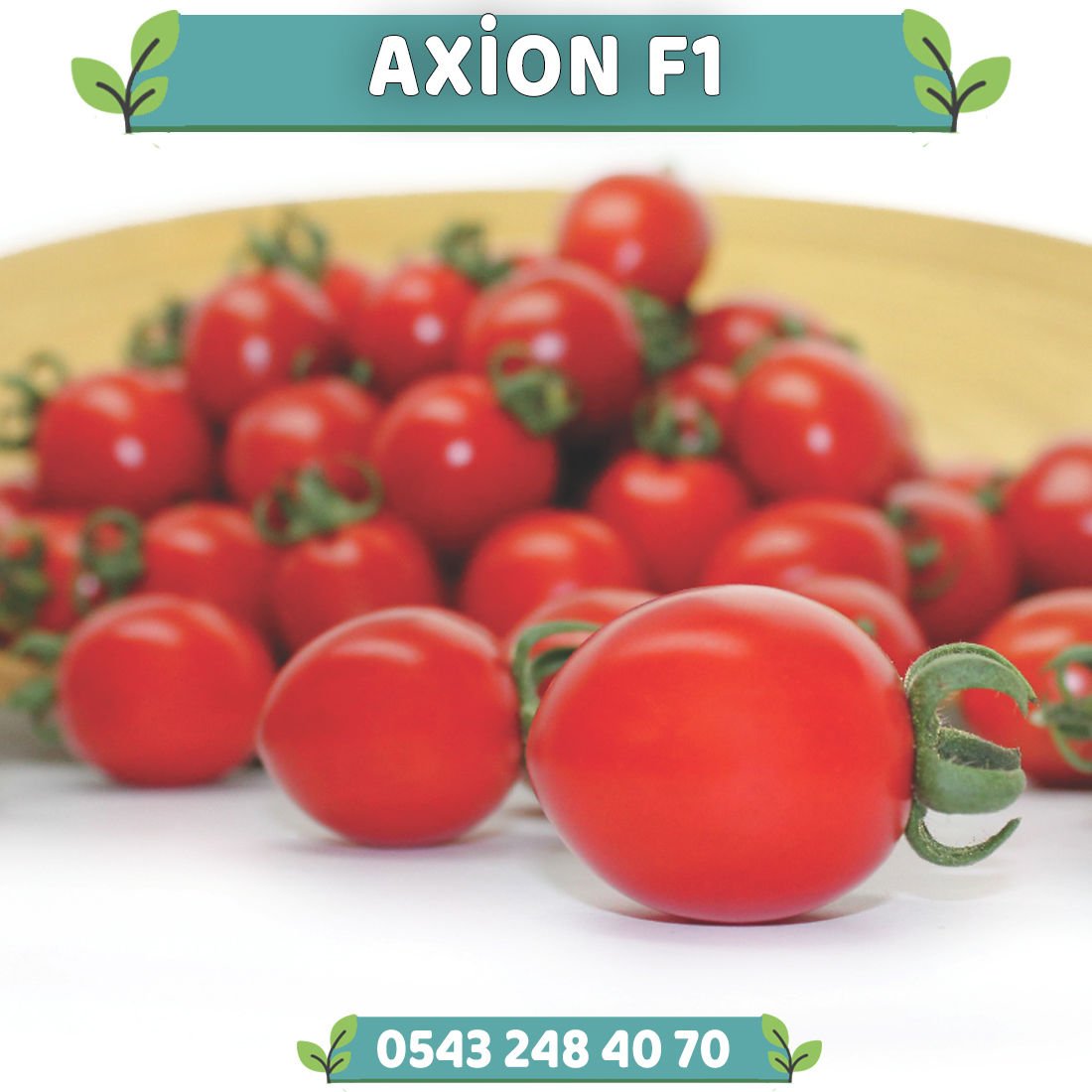 Axion F1 Sırık Kokteyl Domates Fidesi