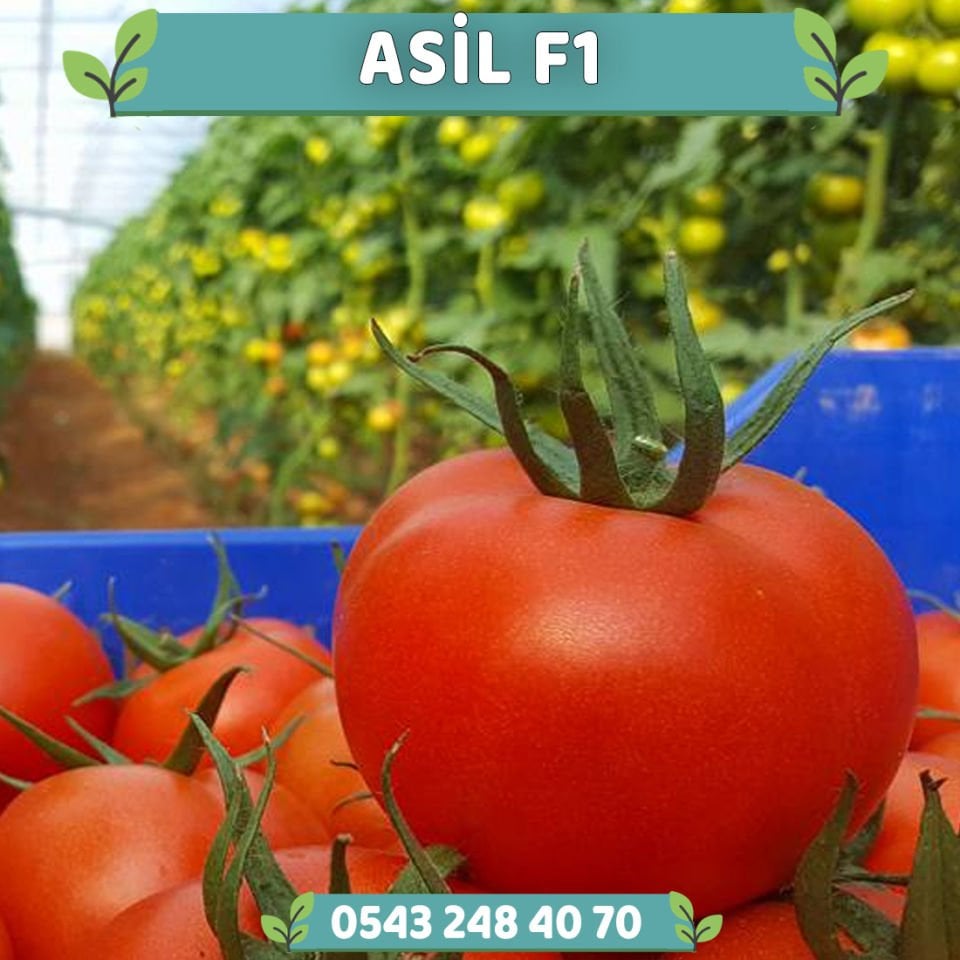 Asil F1 Sırık Domates Fidesi