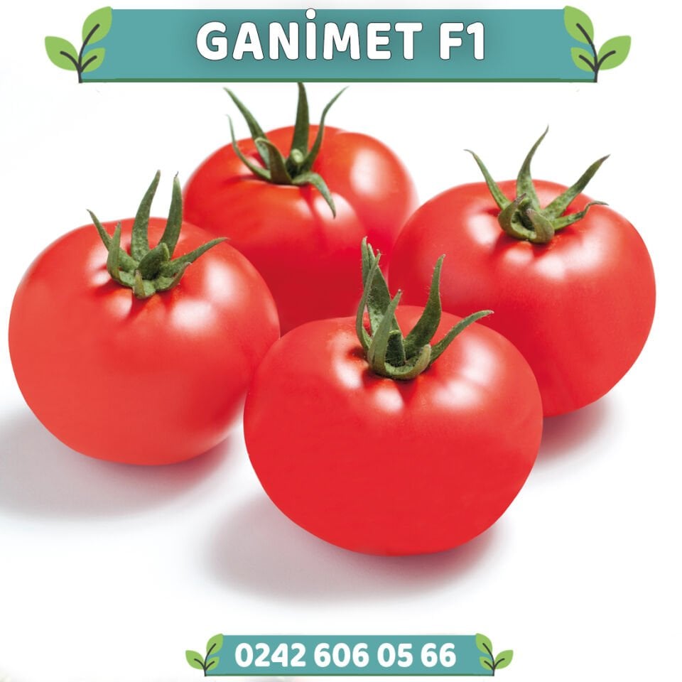 Ganimet F1 Tarla Domatesi Fidesi