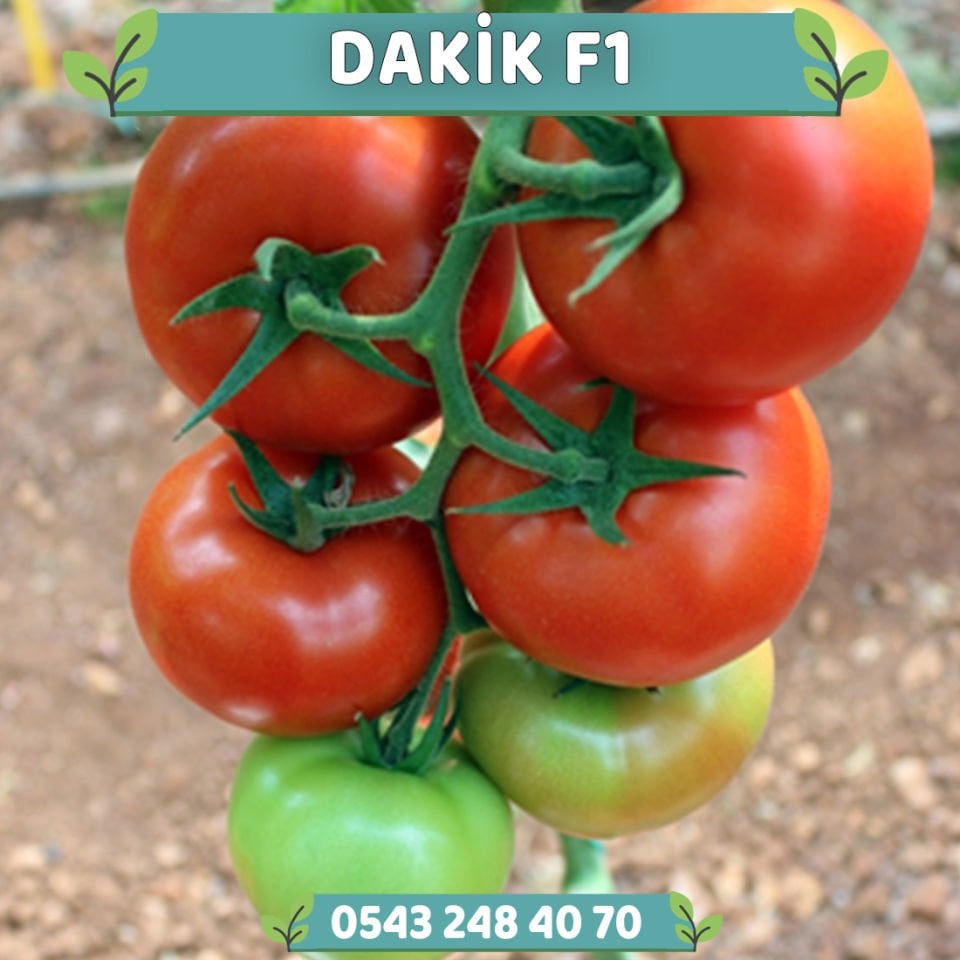 Dakik F1 Sırık Domates Fidesi