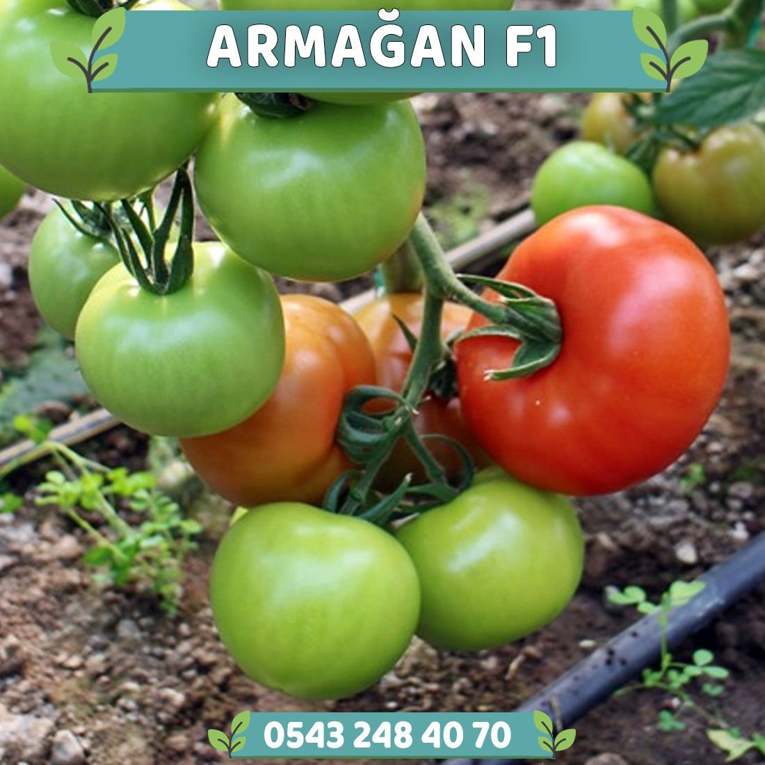 Armağan F1 Sırık Domates Fidesi
