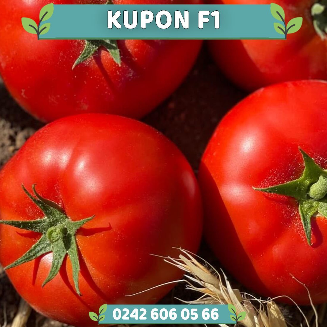 Kupon F1 Oturak Domates Fidesi