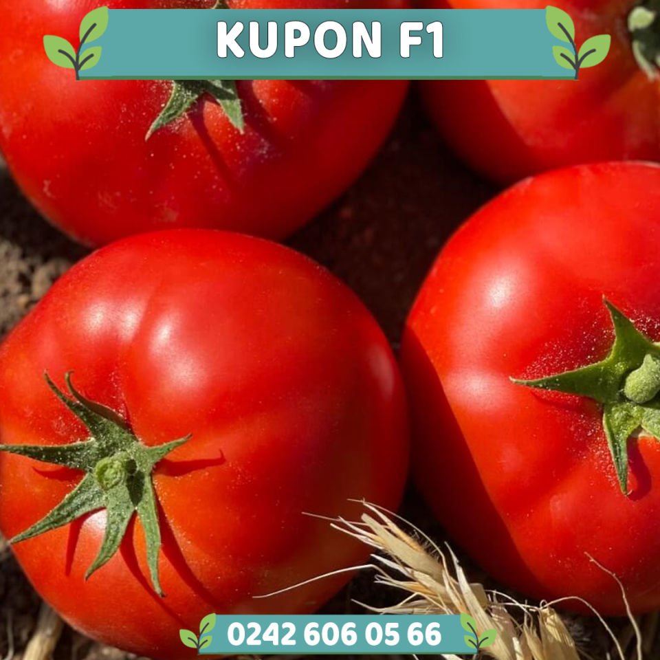 Kupon F1 Oturak Domates Fidesi