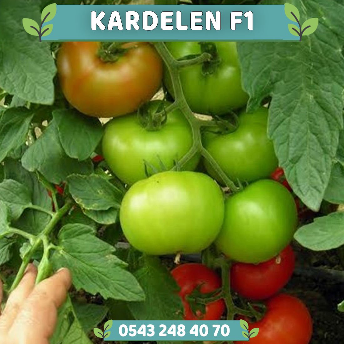Kardelen F1 Sırık Domates Fidesi