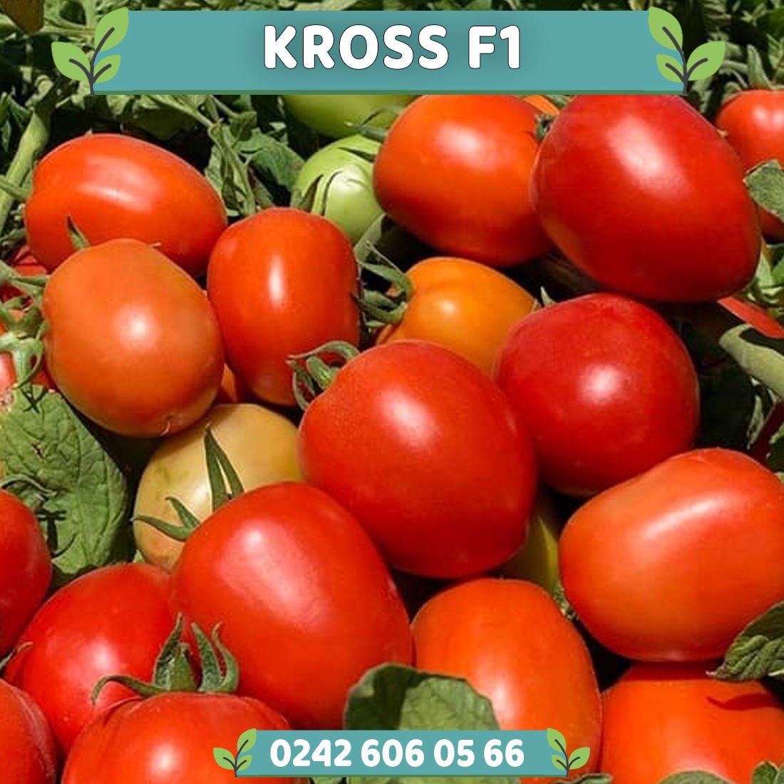 Kross F1 Sanayilik Domates Fidesi