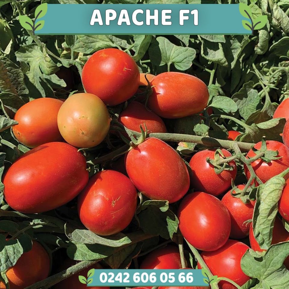 Apache F1 Oturak Domates Fidesi