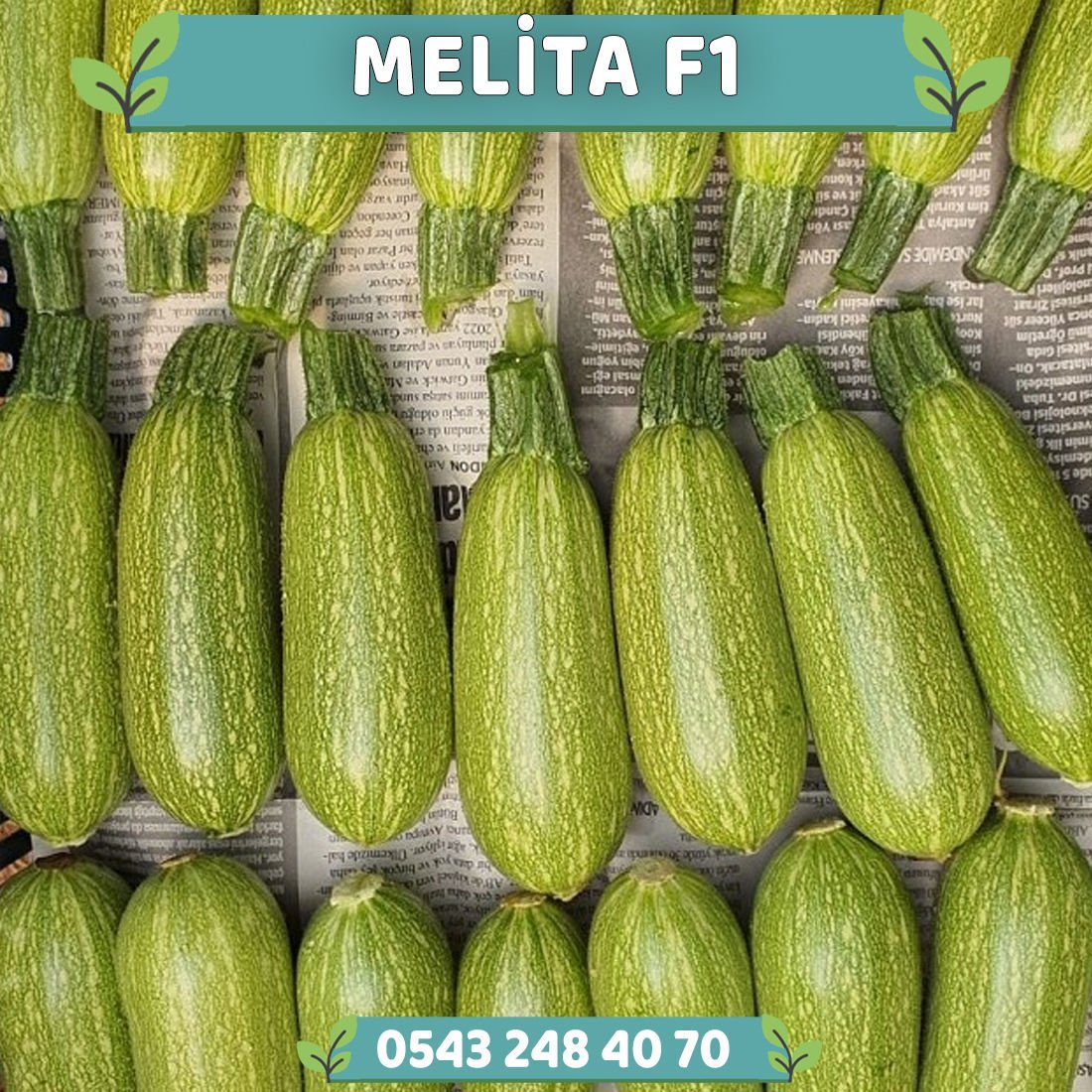 Melita F1 Kabak Fidesi