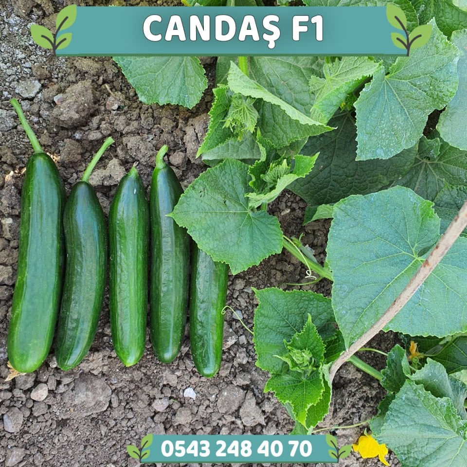 Candaş F1 Oturak Hıyar Fidesi