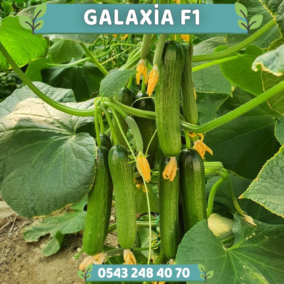 Galaxia F1 Sırık Hıyar Fidesi