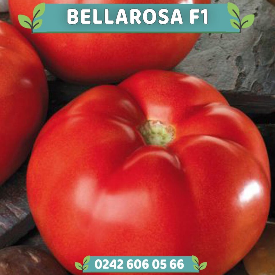 Bellarosa F1 Oturak Domates Fidesi