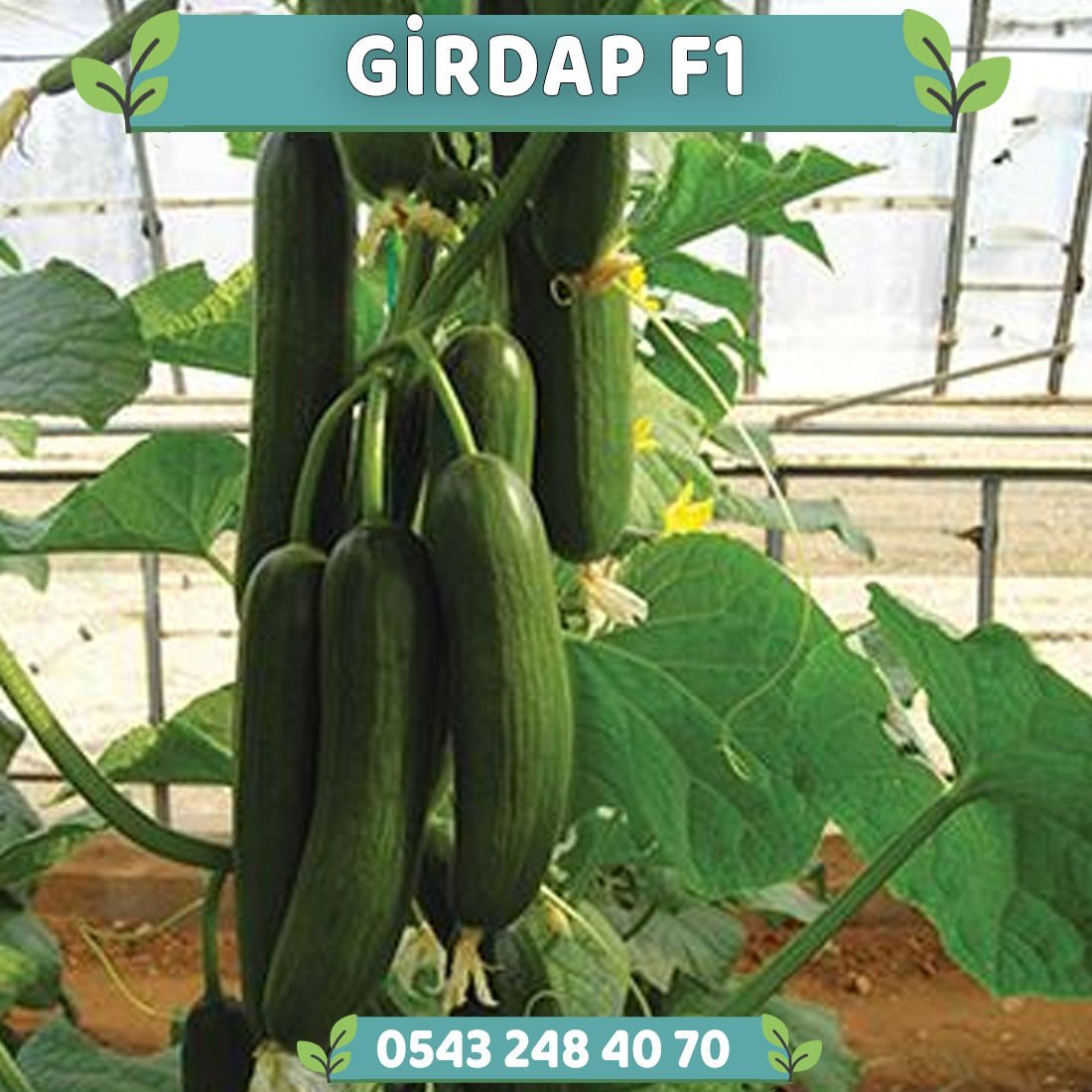 Girdap F1 Hıyar Fidesi