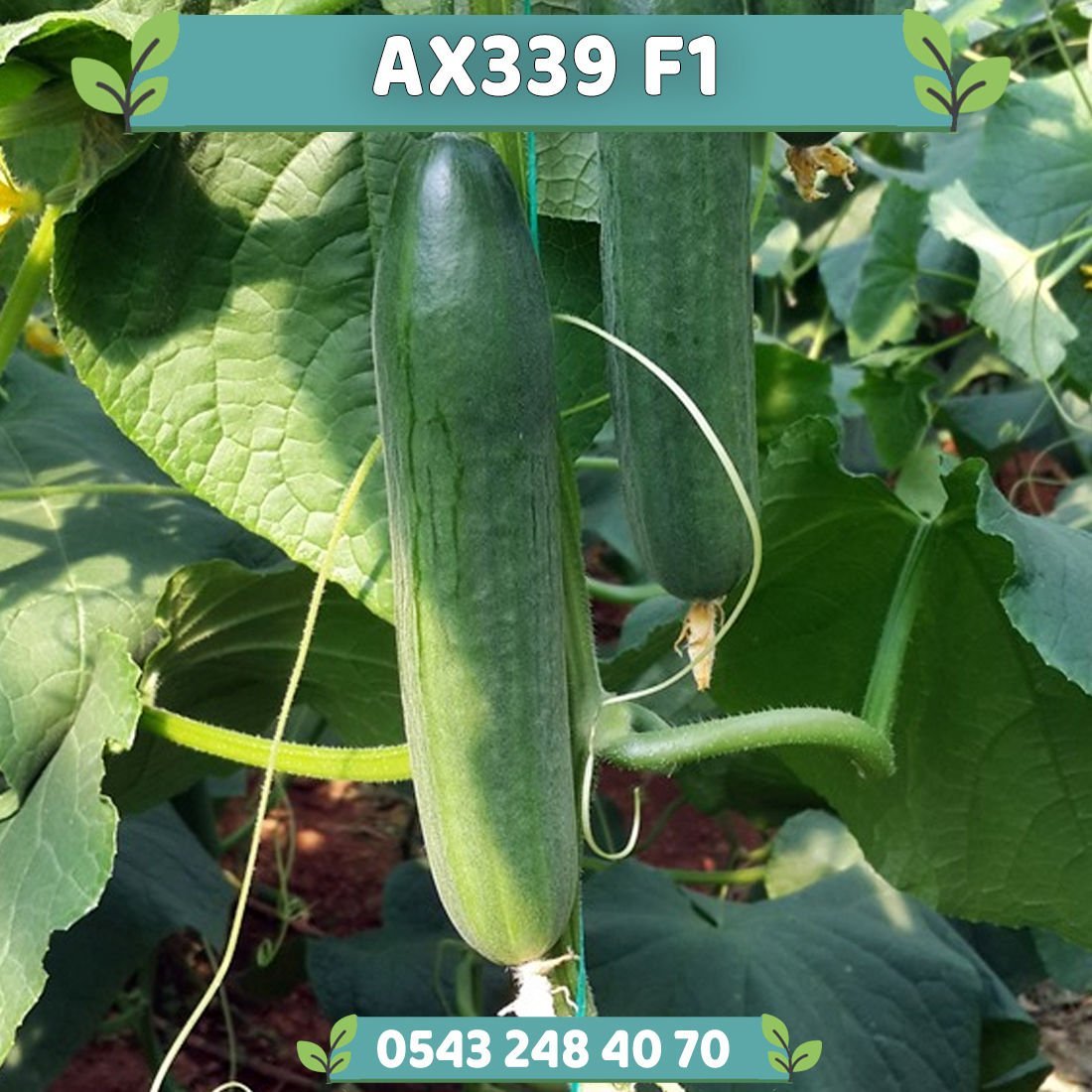AX 339 F1 Tek Ekim Hıyar Fidesi