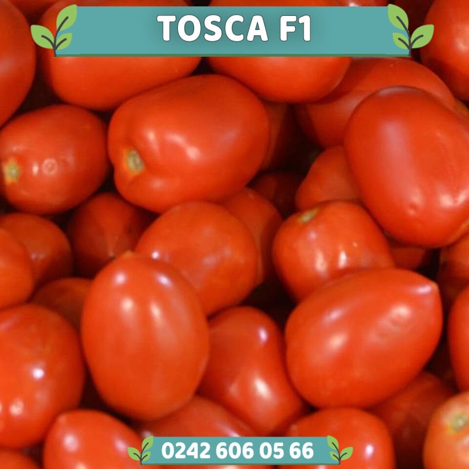 Tosca F1 Oturak Domates Fidesi