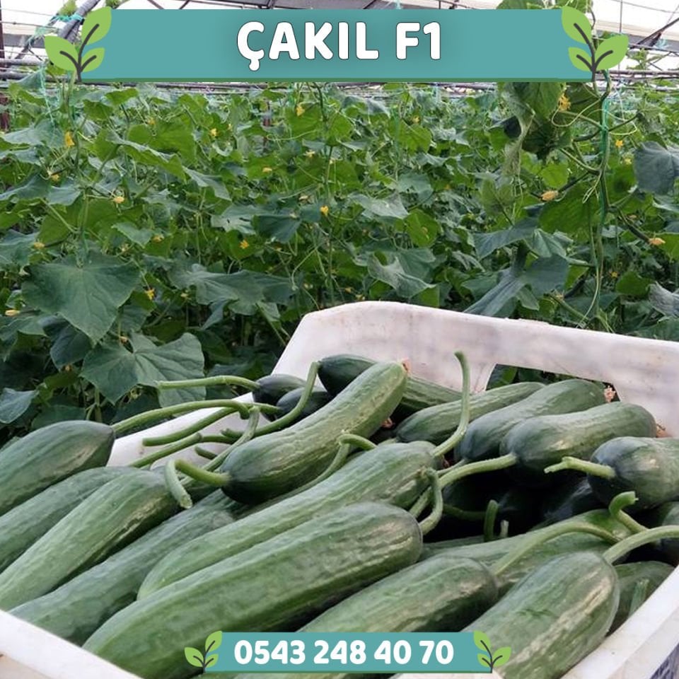 Çakıl F1 Tek Ekim Hıyar Fidesi