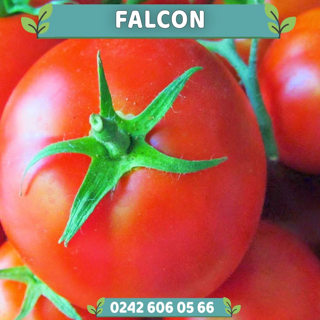 Falcon Tarla Domatesi Fidesi