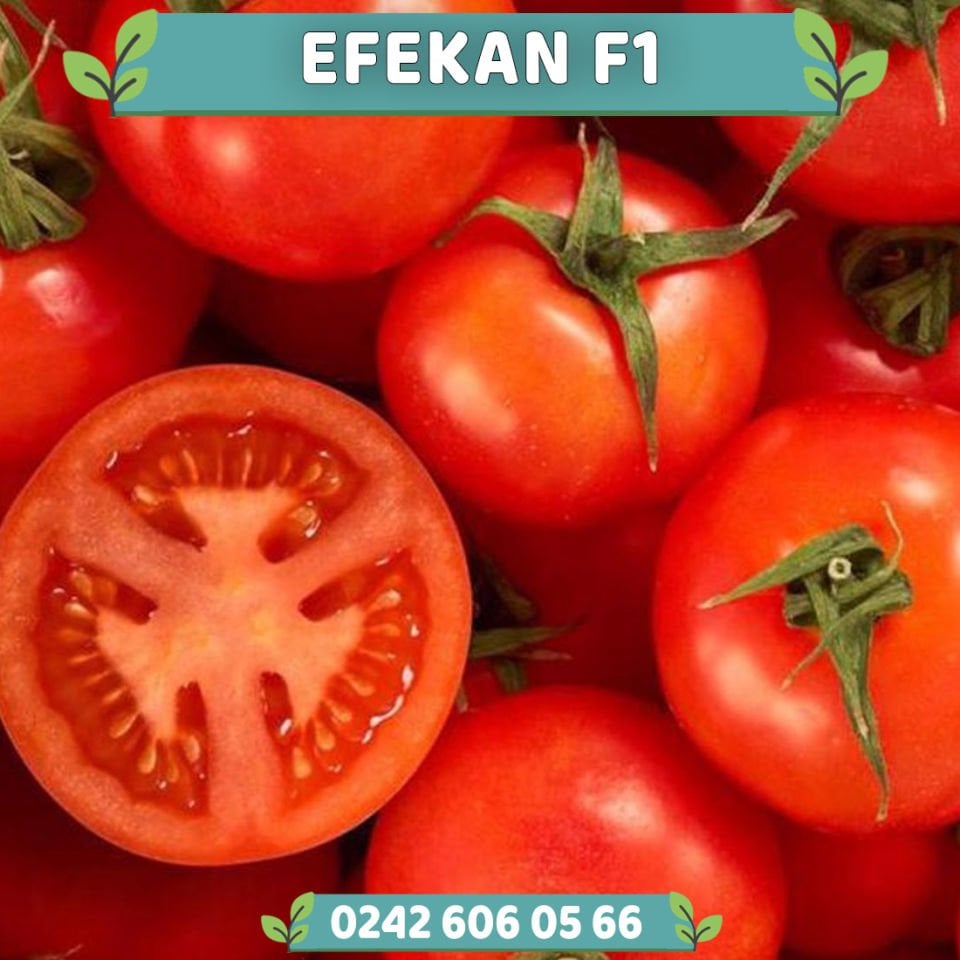 Efekan F1 Oturak Domates Fidesi