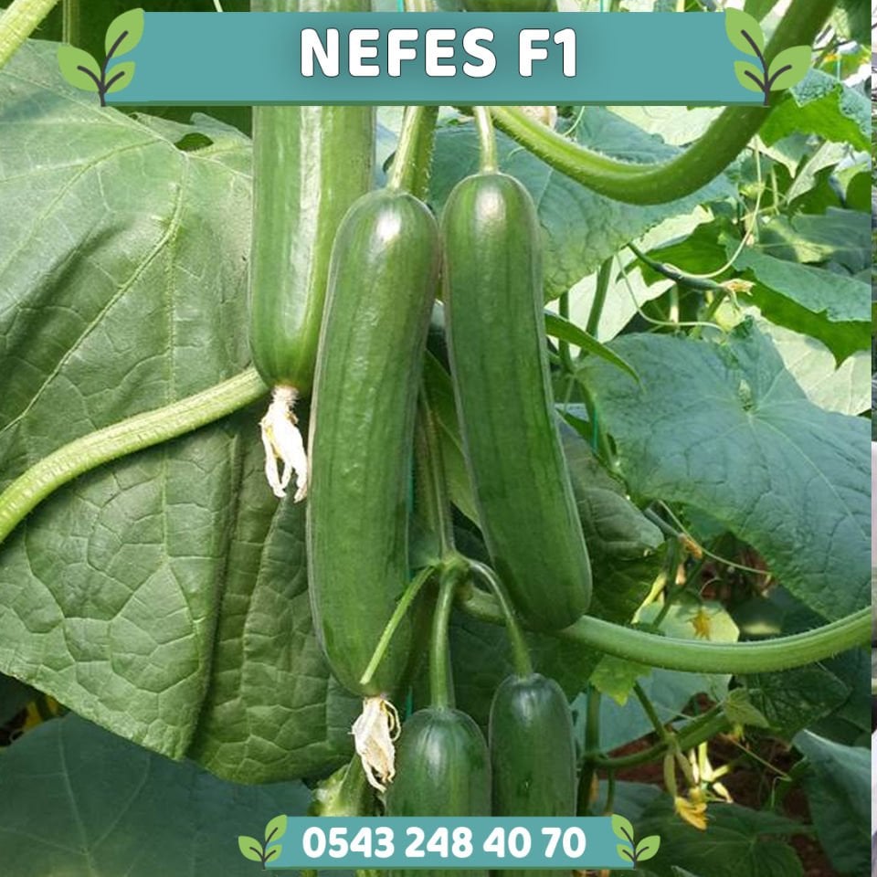Nefes F1 Sırık Hıyar Fidesi