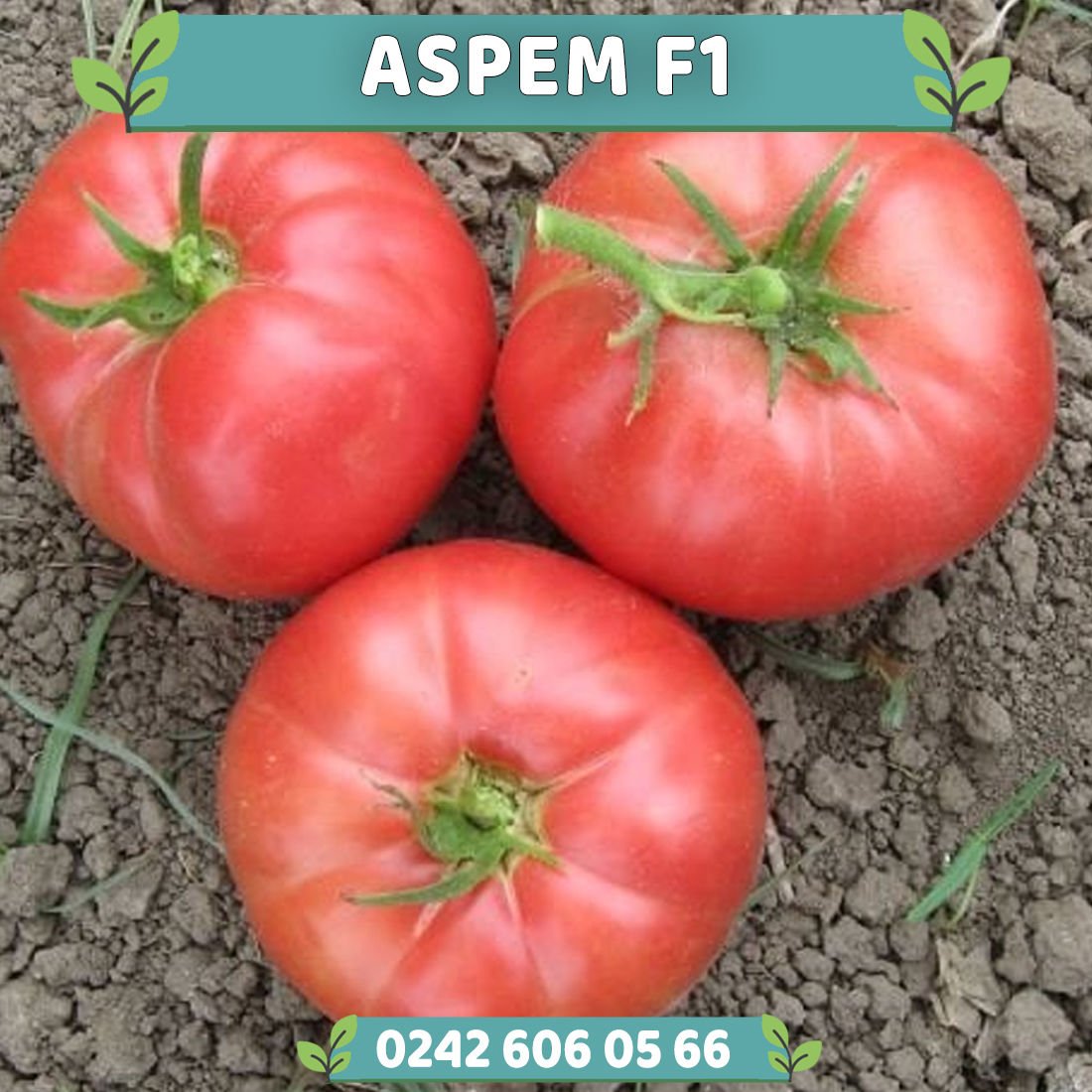 Aspem F1 Oturak Pembe Domates Fidesi