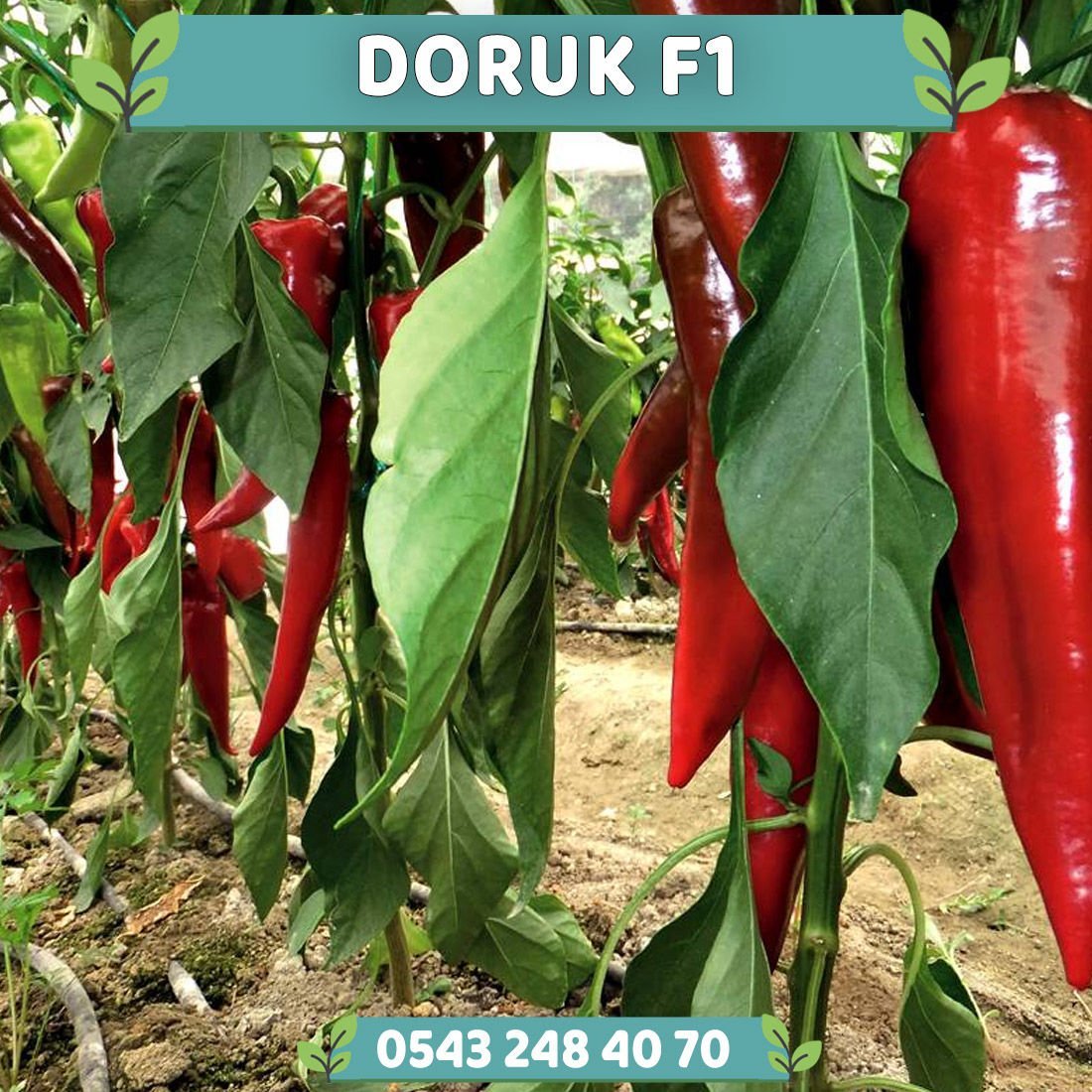 Doruk F1 Kapya Biber Fidesi