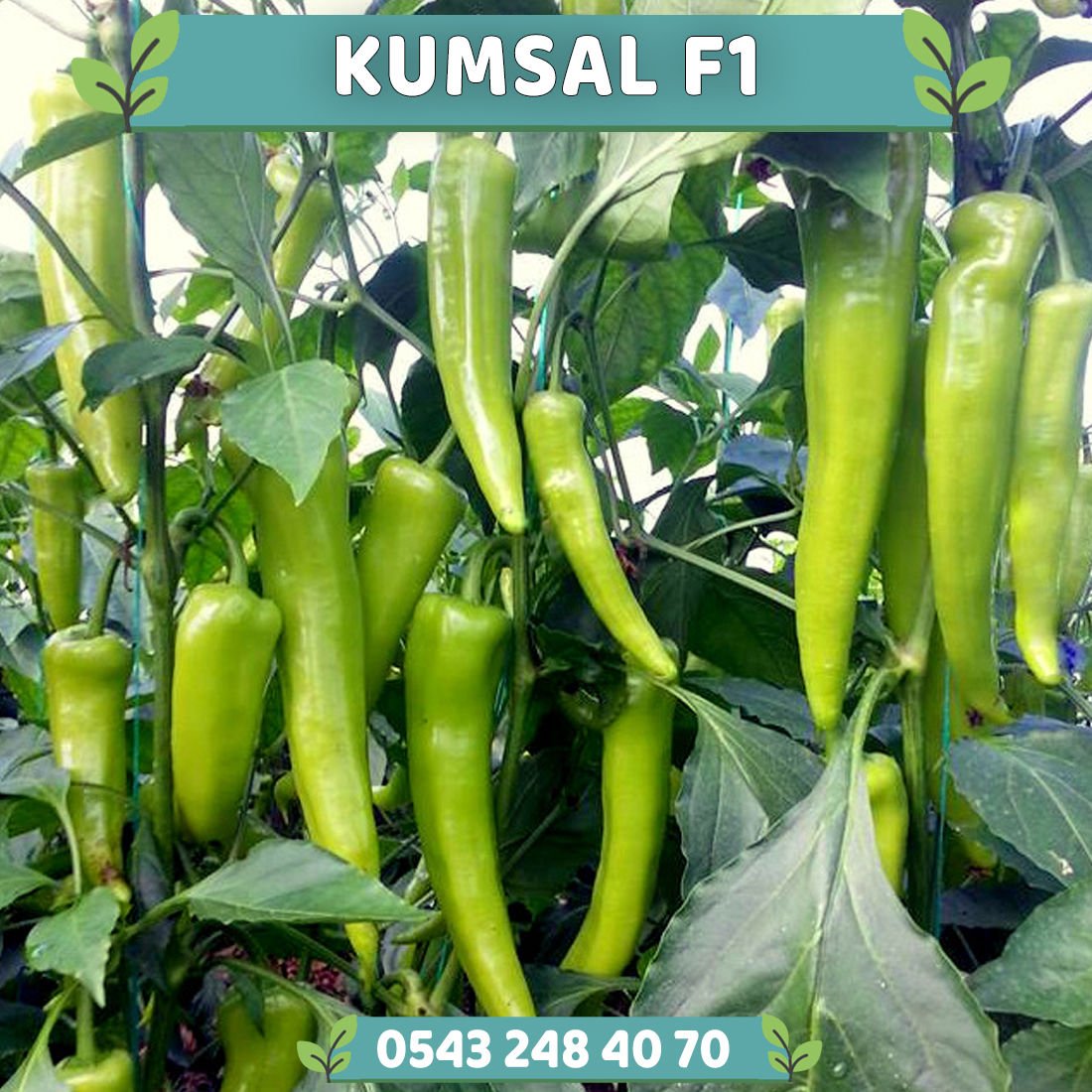 Kumsal F1 Çarliston Biber Fidesi