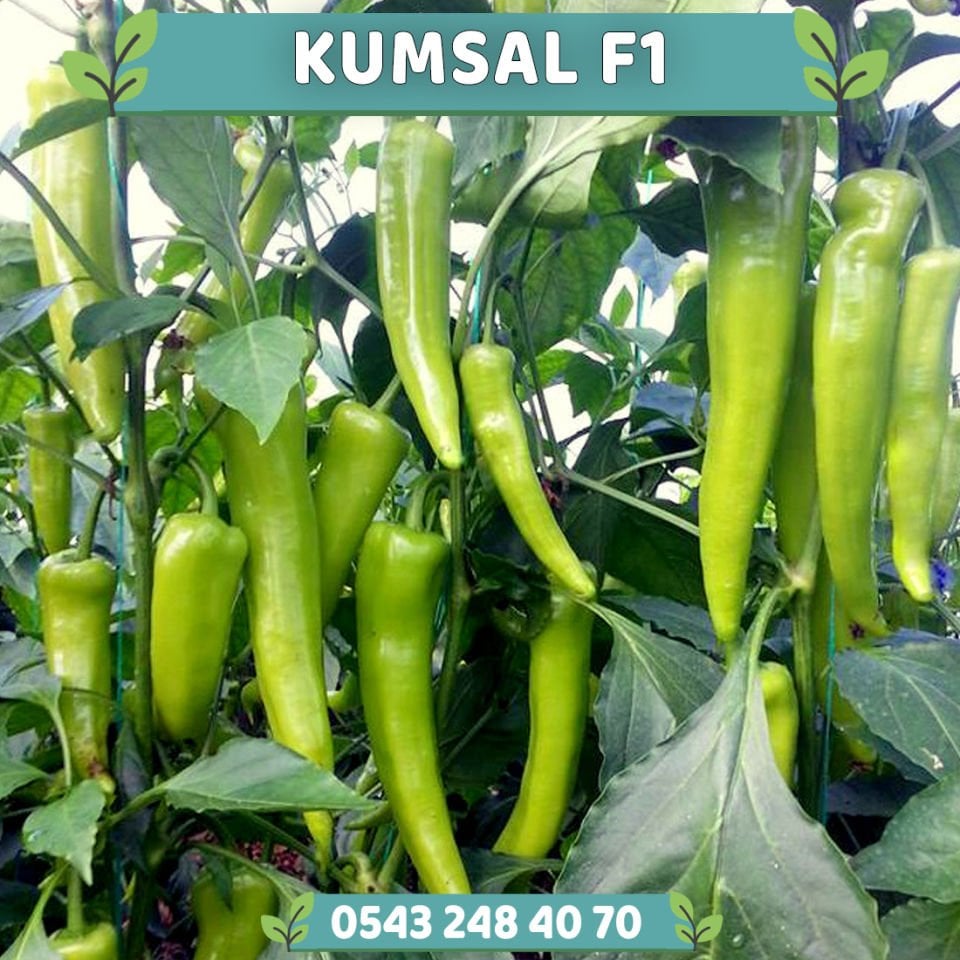 Kumsal F1 Çarliston Biber Fidesi
