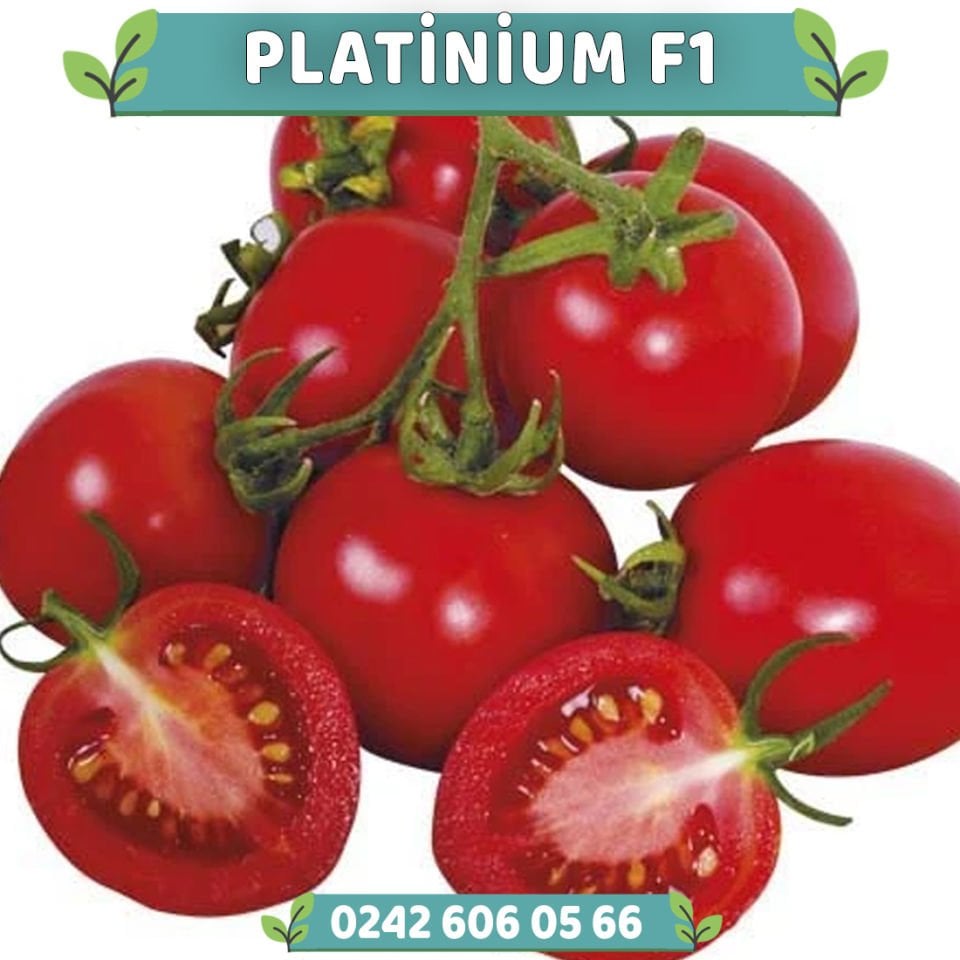 Platinium F1 Oturak Domates Fidesi
