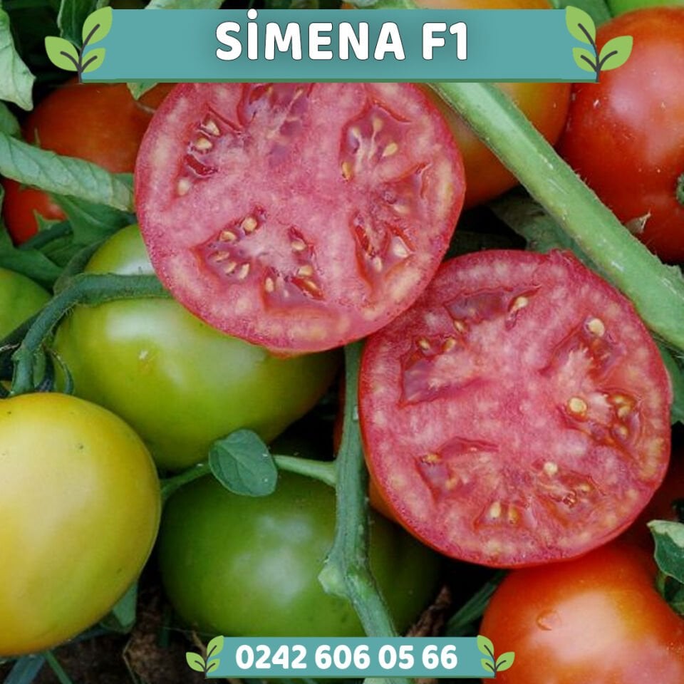 Simena F1 Oturak Domates Fidesi