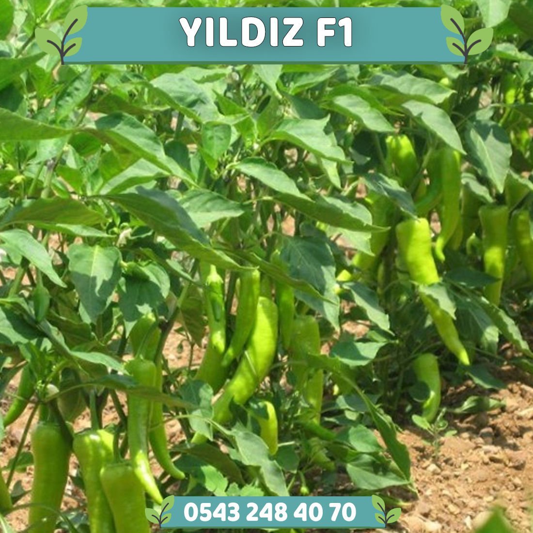 Yıldız F1 Çarliston Biber Fidesi