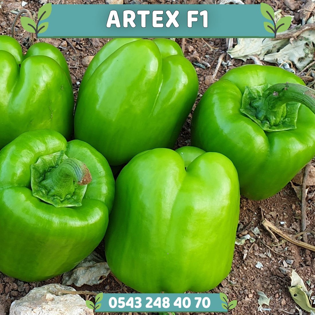 Artex F1 Dolma Biber Fidesi