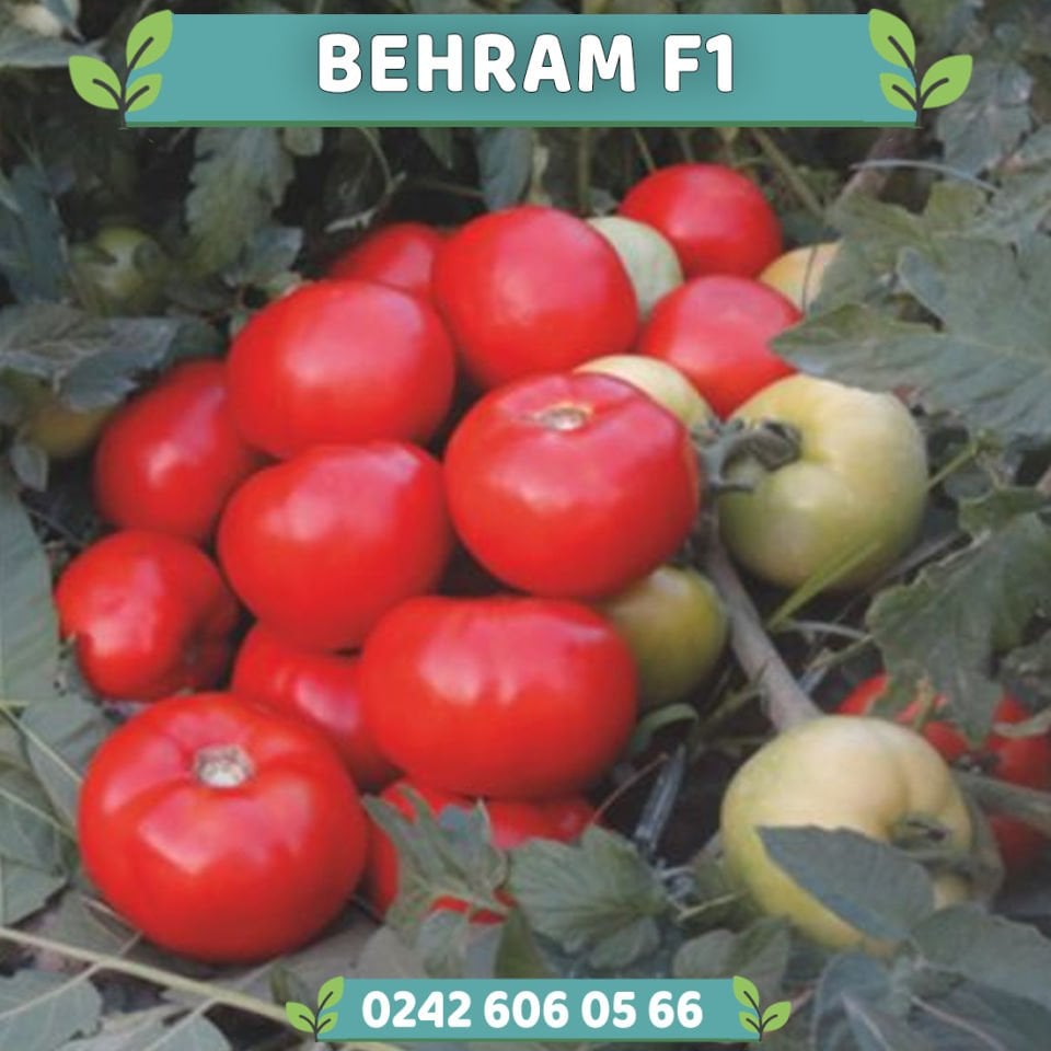 Behram F1 Oturak Domates Fidesi