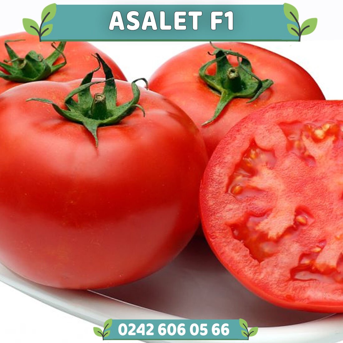 Asalet F1 Oturak Domates Fidesi