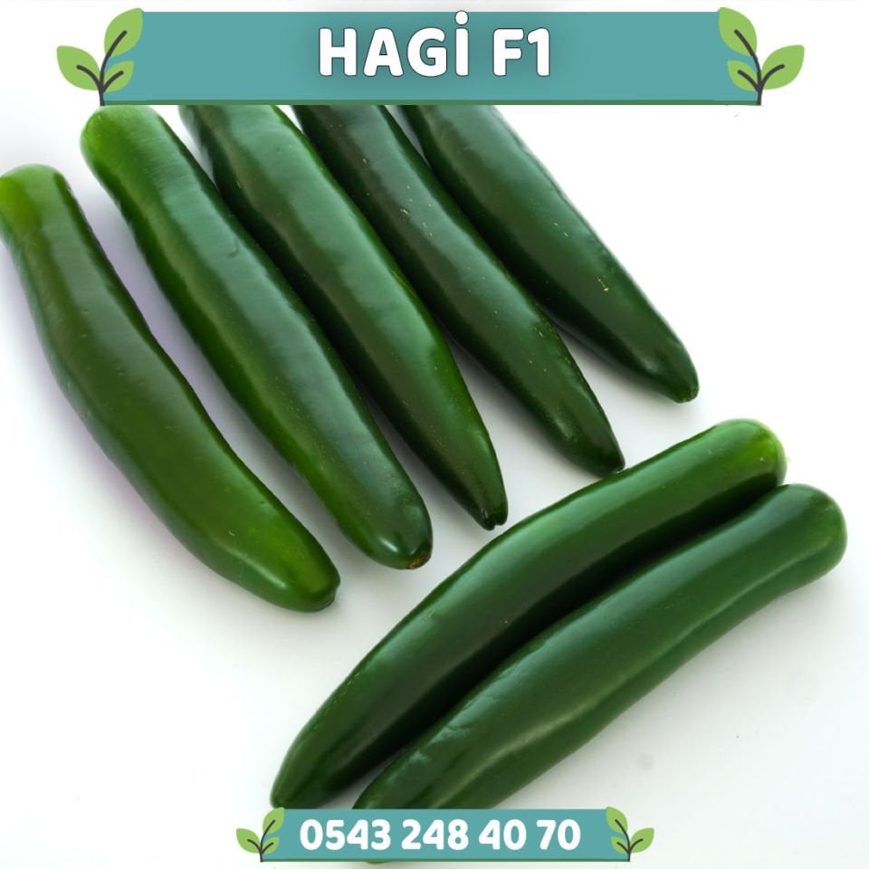 Hagi F1 Jalapeno Biber Fidesi
