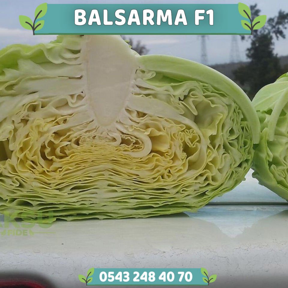 Balsarma F1 Sarmalık Beyaz Lahana Fidesi