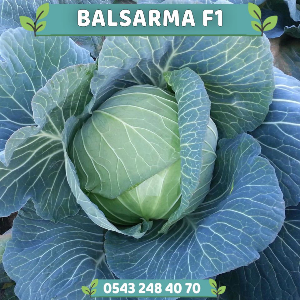 Balsarma F1 Sarmalık Beyaz Lahana Fidesi