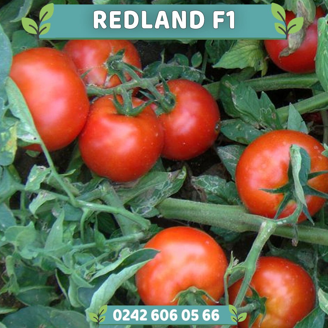 Redland F1 Oturak Domates Fidesi