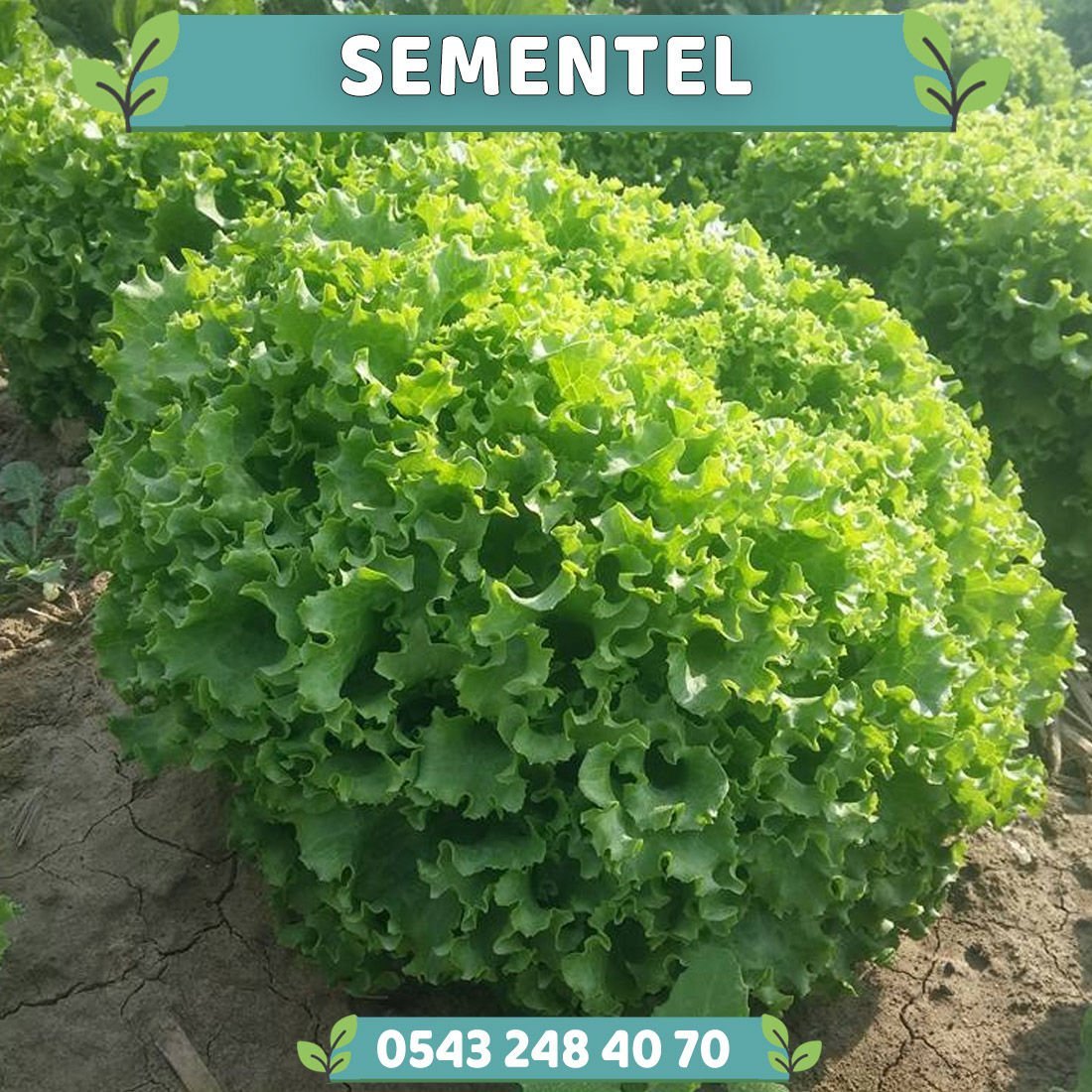 Sementel Kıvırcık Marul Fidesi