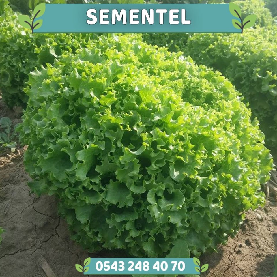 Sementel Kıvırcık Marul Fidesi