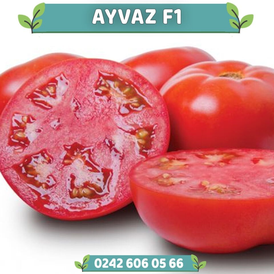 Ayvaz F1 Oturak Domates Fidesi