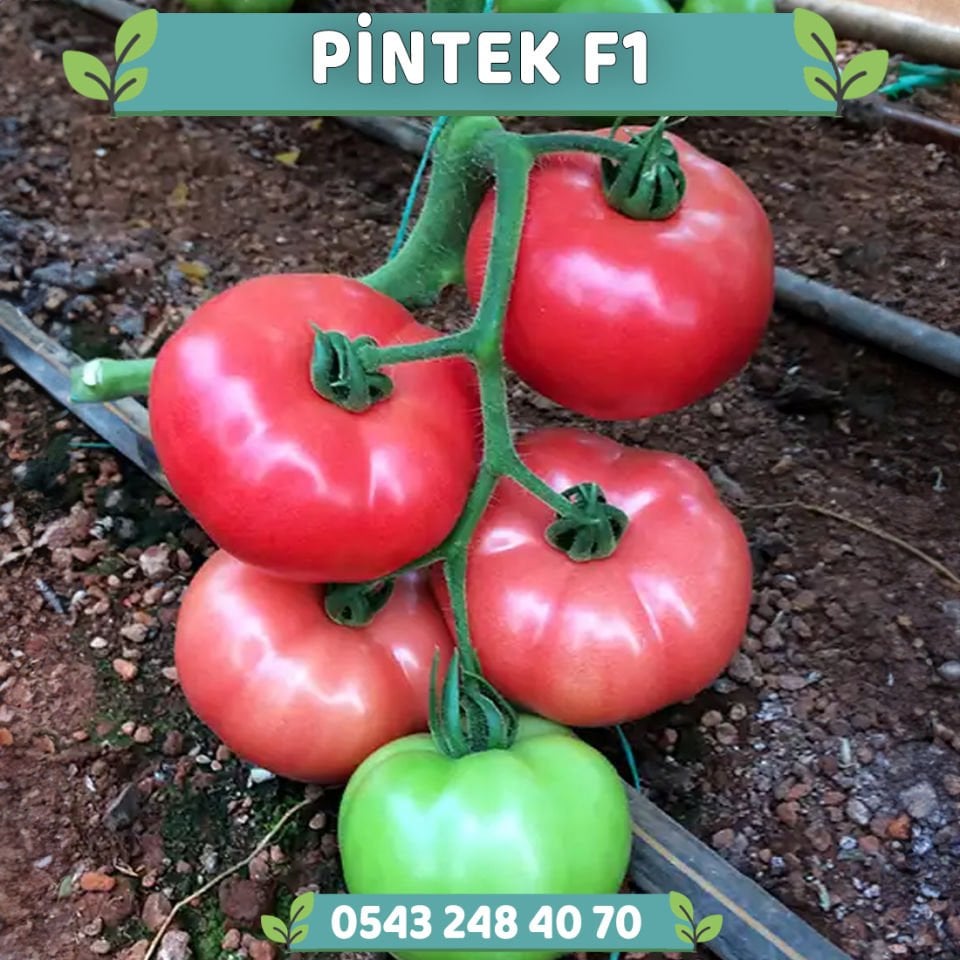 Pintek F1 Sırık Pembe Domates Fidesi