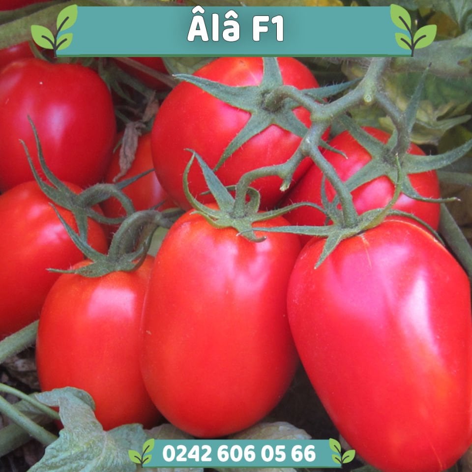 Alâ F1 Salçalık Domates Fidesi