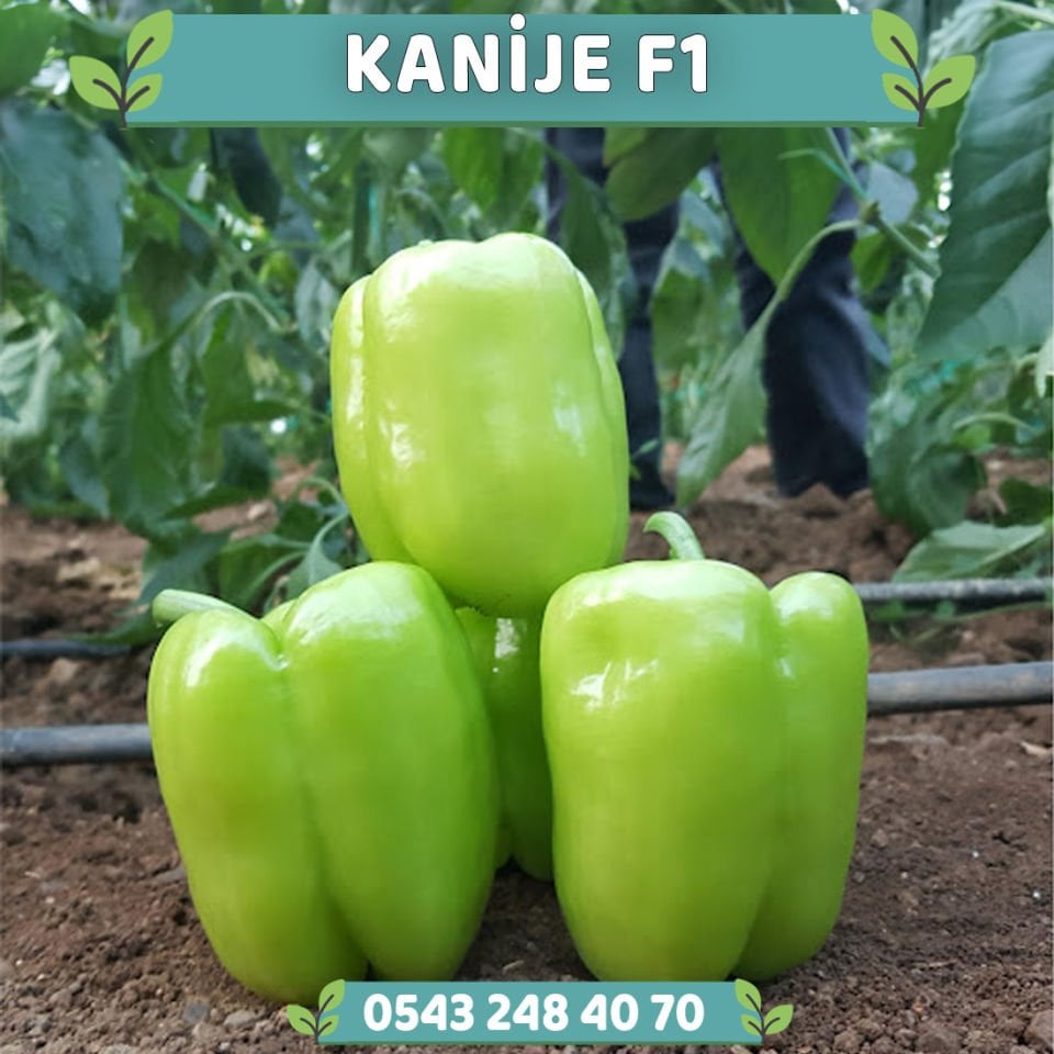 Kanije F1 Dolma Biber Tohumu