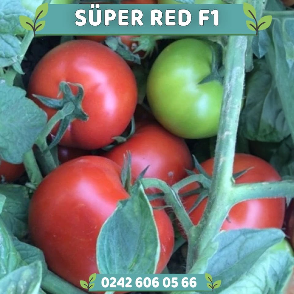 Süper Red F1 Oturak Domates Fidesi