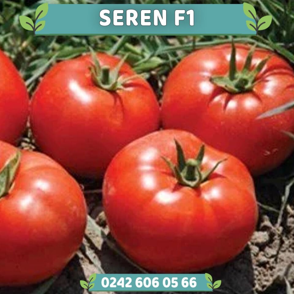 Seren F1 Oturak İri Domates Fidesi
