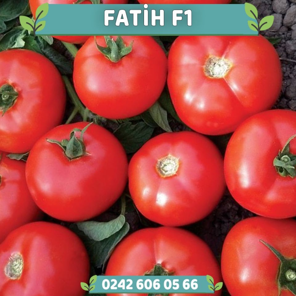 Fatih F1 Sofralık Domates Fidesi
