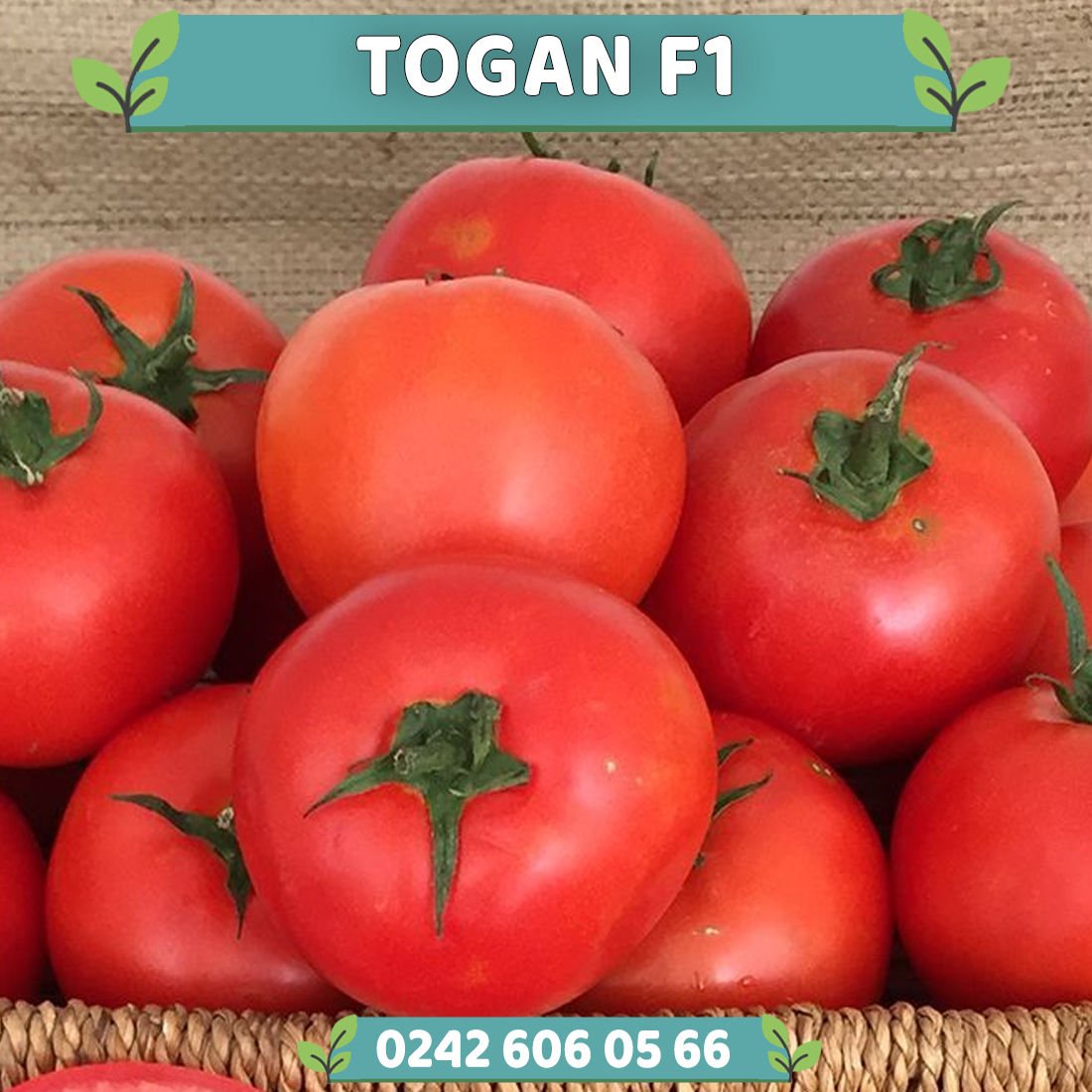 Togan F1 Sofralık Domates Fidesi