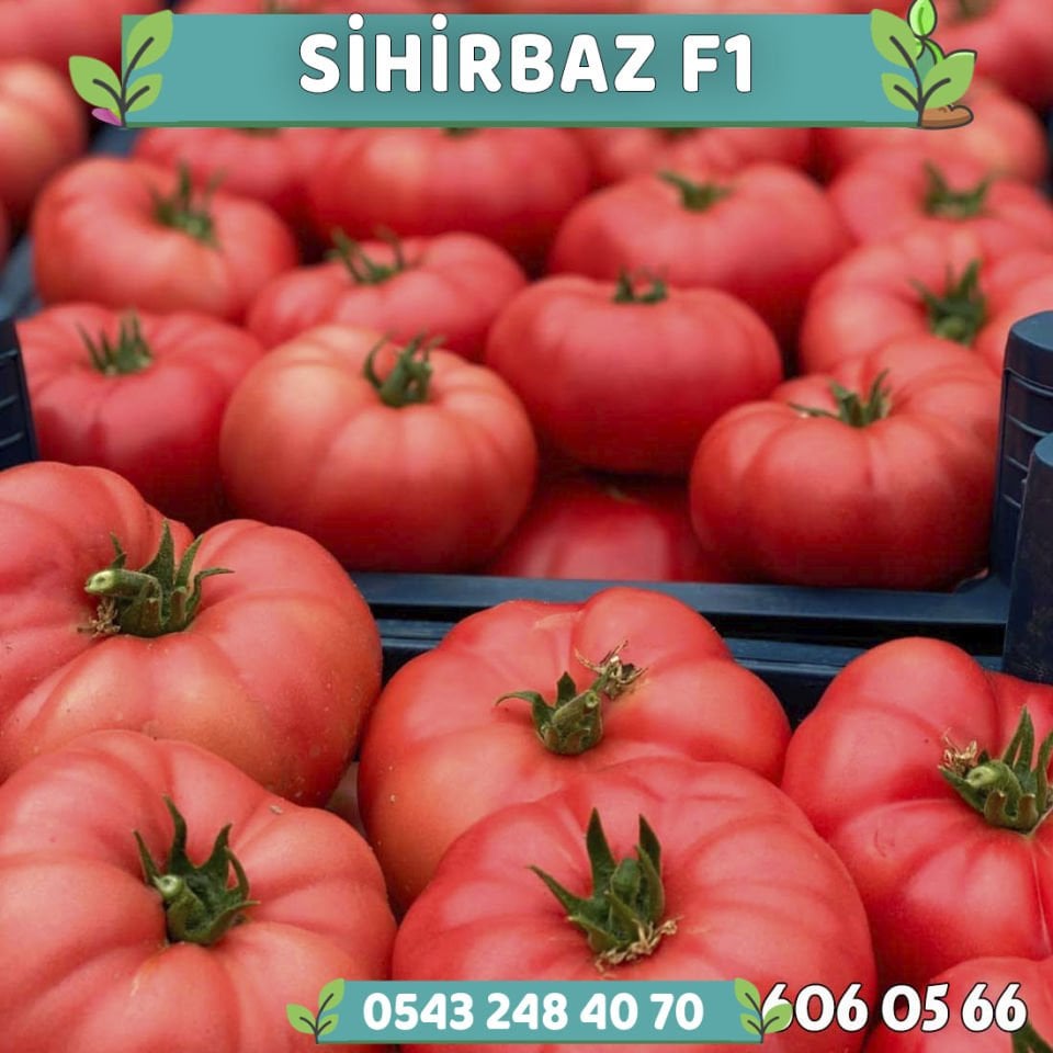 Sihirbaz F1 Sırık Pembe Domates Fidesi